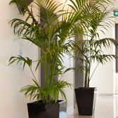 free standing plants